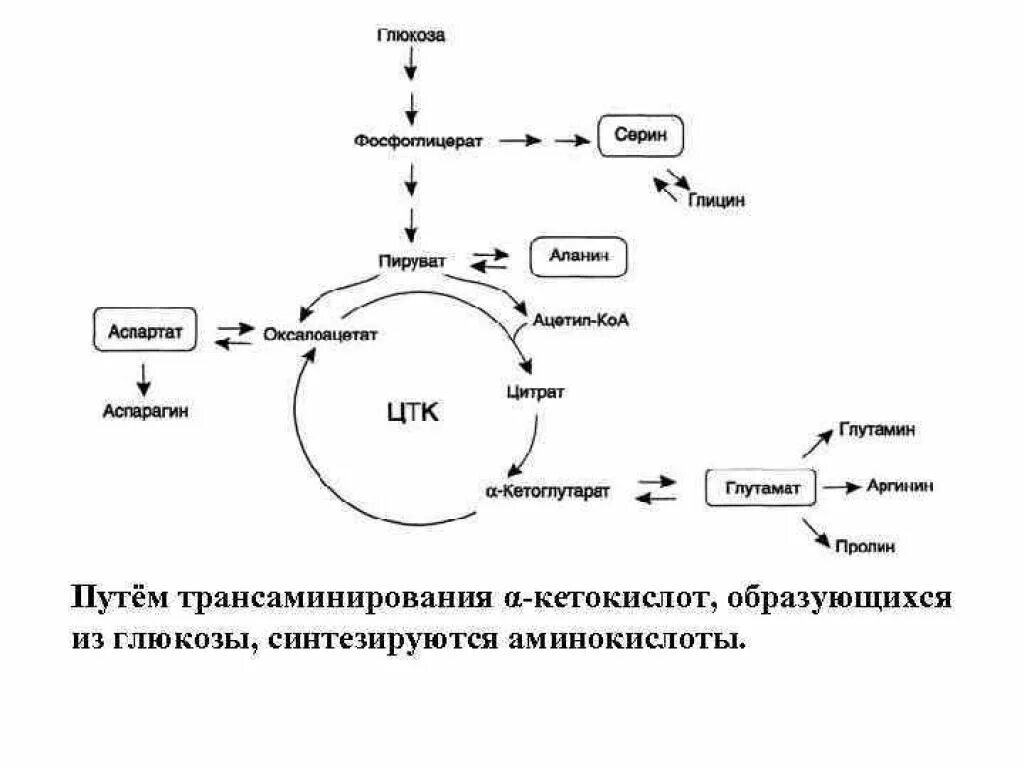 Синтез глюкозы в организме. Синтез пирувата из аминокислот. Кетокислоты Синтез аминокислот. Реакции трансаминирования в синтезе заменимых аминокислот. Синтез заменимых аминокислот из пирувата.