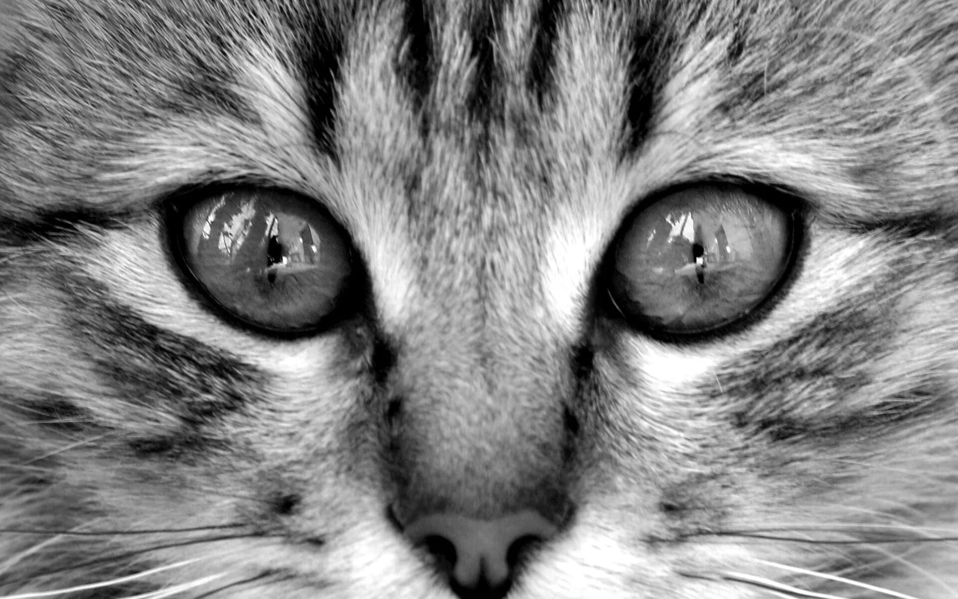 Морда кота. Глаза кошки. Мордочка котенка. Кошачьи глаза чб.