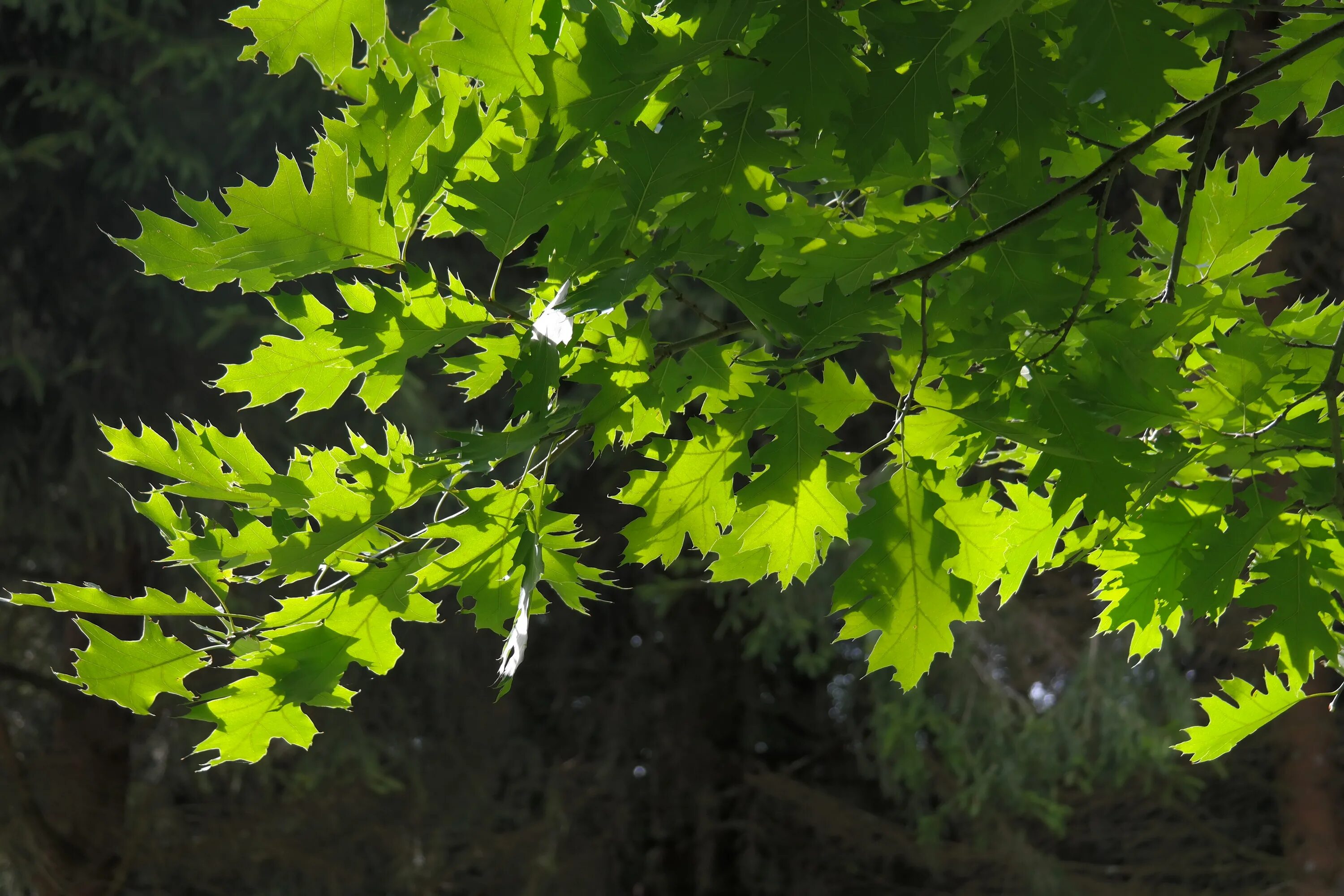 Чем обработать деревья листья. Quercus rubra (дуб красный) 'Aurea'. Клен широколиственный. Клен дерево листья. Клен листопадный листья.