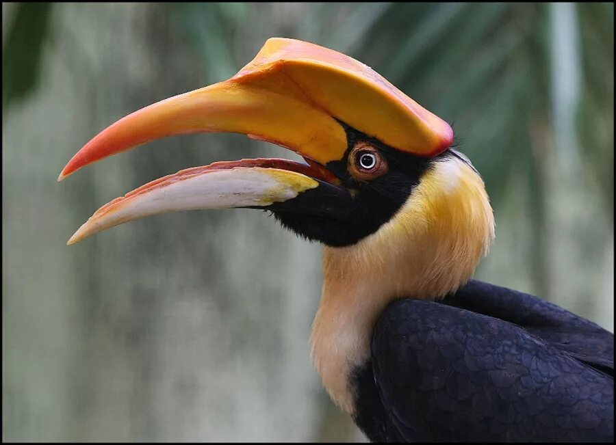 Сулавесский калао. Гомрай. Двурогий калао. Малайский калао. Тукан с рогом.
