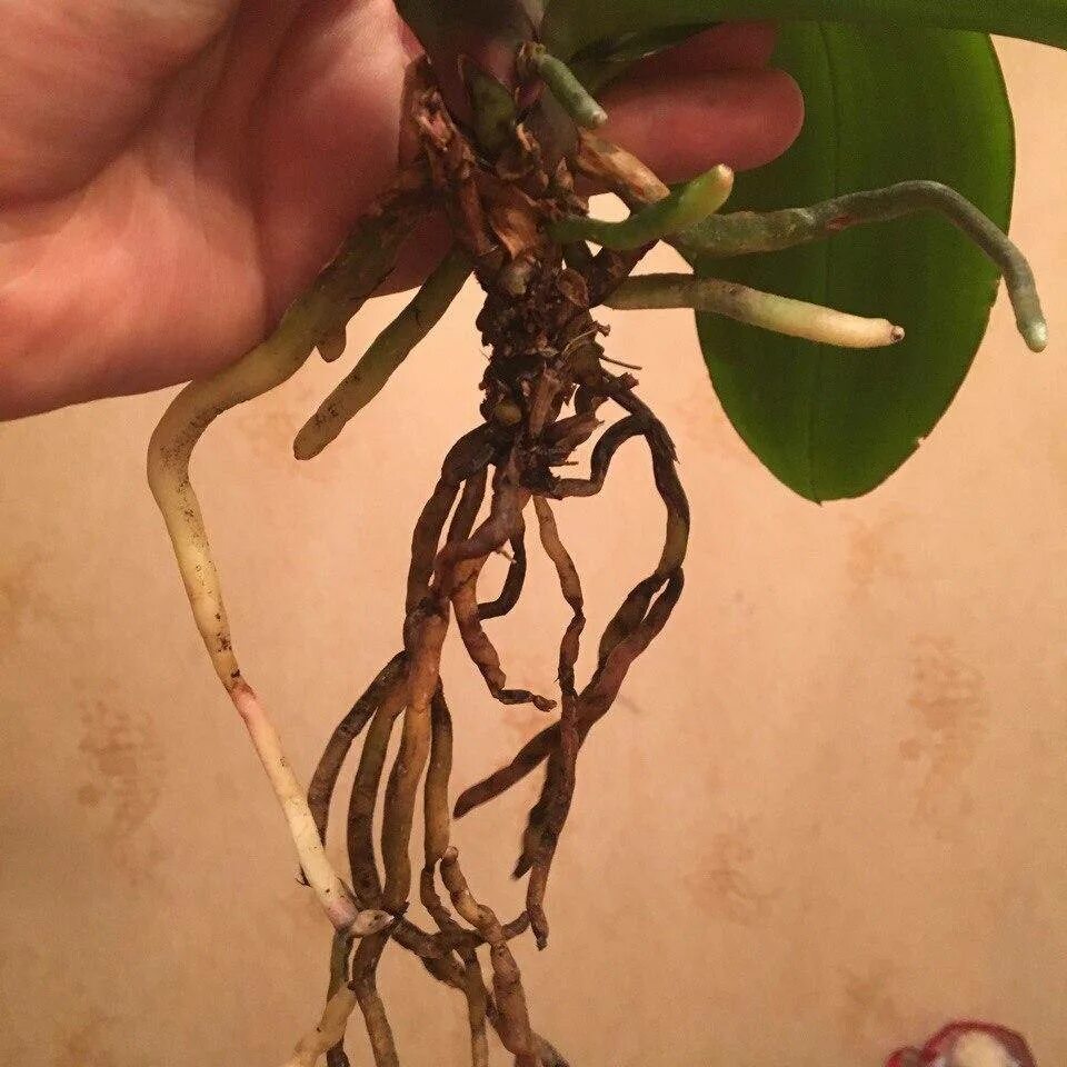 Пересадка орхидей воздушные корни. Корни орхидеи. Корни фаленопсиса. Корневая система орхидеи фаленопсис. Раскупленные корни орхидеи.
