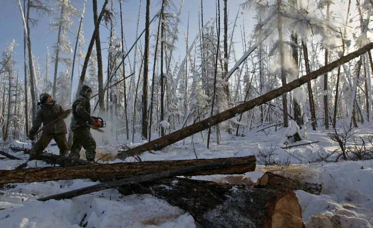 Лесоповал в тайге. Лесорубы в тайге. Лесоруб зима. Лесоруб зимой. Рубить повсюду