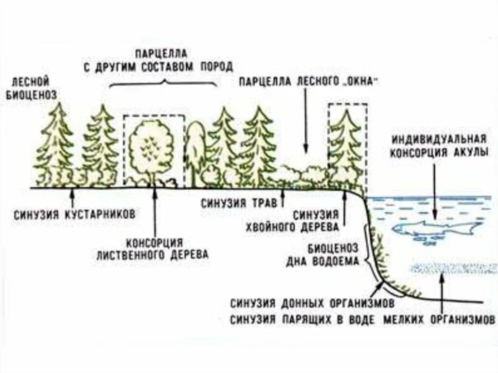 Морфологическая структура водоема. Консорция синузия и парцелла. Схема консорции. Парцелла это в экологии. Синузия это в экологии.