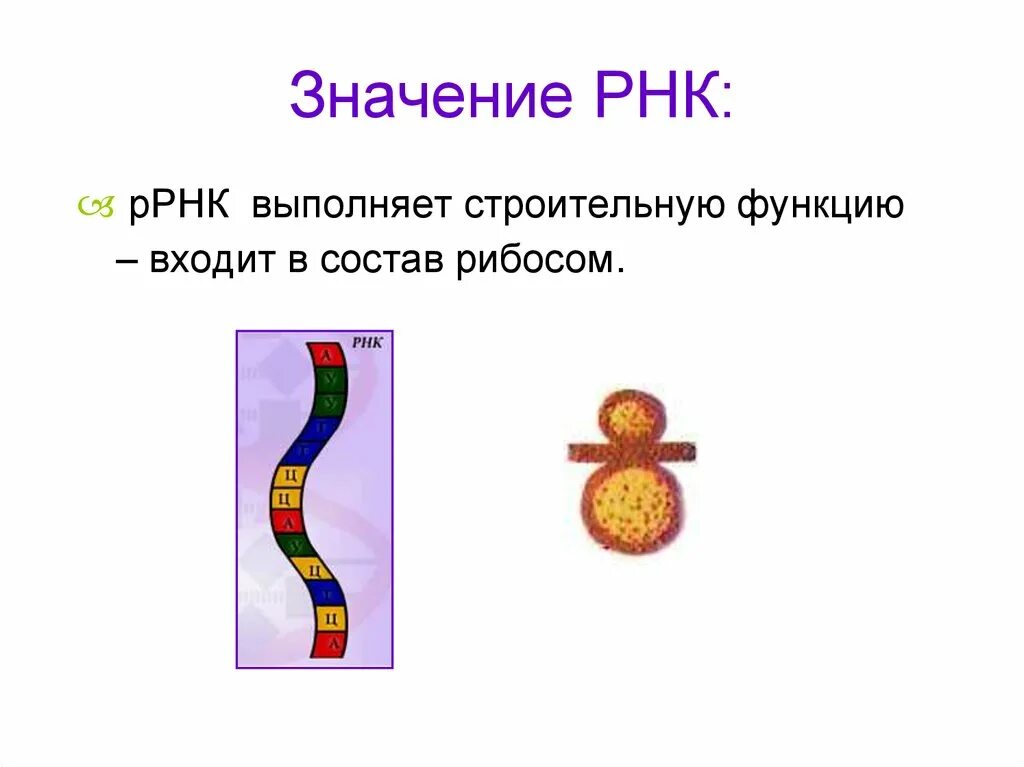 Значение РНК. Значение р РНК. ИРНК. Рибосомная РНК выполняет функцию.