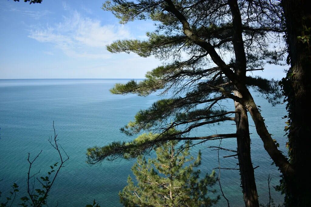 архипово осиповка кемпинг сосновый берег. бор пицундской сосны в джанхоте. сосны краснодар. джанхот кемпинг сосновая роща. джанхотский бор пицундской сосны в геленджике.