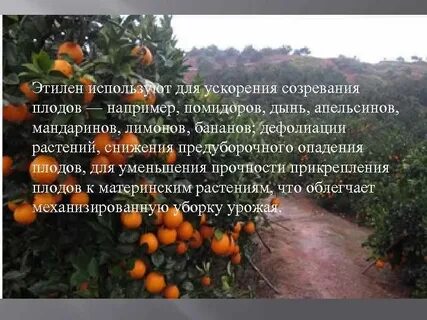 Апельсинов мандаринов помидоров