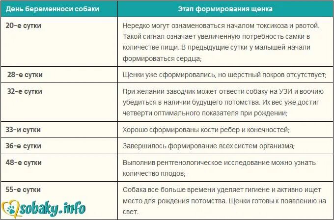 Таблица периодов беременности собак. Срок беременности у собак средних пород. Беременность у собаки по неделям подробно. Беременность собак по дням мелких пород таблица. Беременность мелких пород