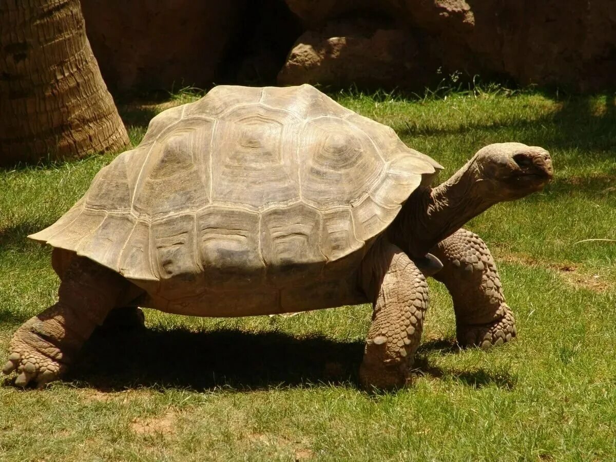 Галапагосская слоновая черепаха. Слоновые черепахи Галапагосы. Черепахи Галапагосские Сухопутные. Слоновая (Галапагосская) сухопутная черепаха. Абингдонская слоновая