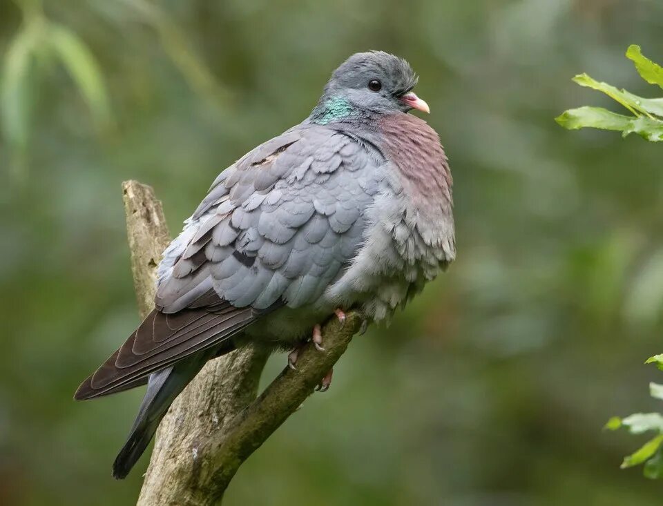 Клинтух птица. Клинтух - Columba Oenas (Linnaeus, 1758). Голубь Клинтух. Клинтух и вяхирь. Голубь 7 букв сканворд