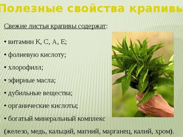 Здоровье польза крапивы. Полезные свойства крапивы. Полезные свойствакрап вы. Витамины в крапиве. Крапива лечебные свойства.