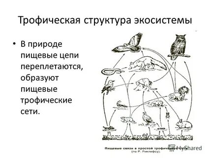 Взаимосвязи в экологических системах