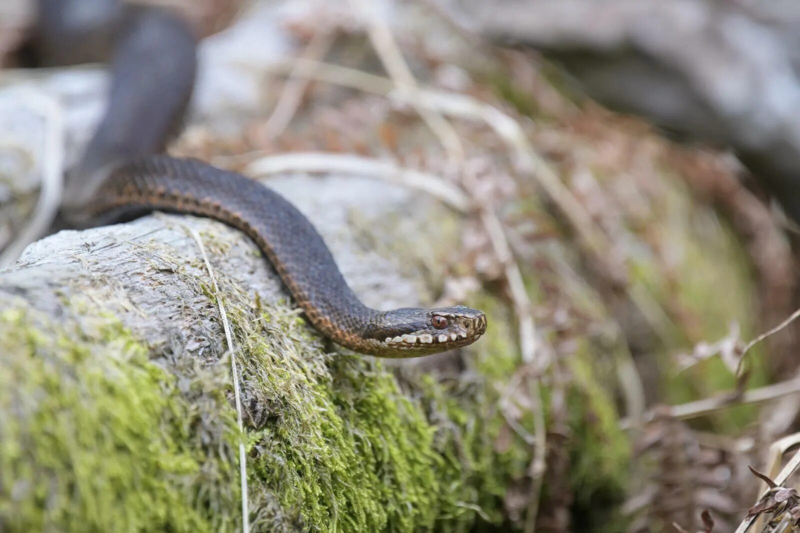 Обыкновенная гадюка (Vipera berus). Гадюка Уральская. Гадюка черная Подмосковная. Подмосковная гадюка обыкновенная.