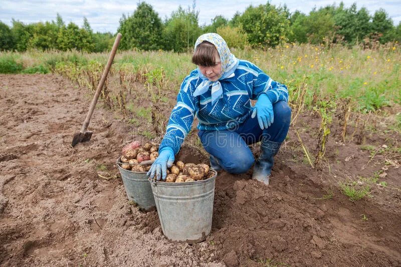 Женщина собирает картошку