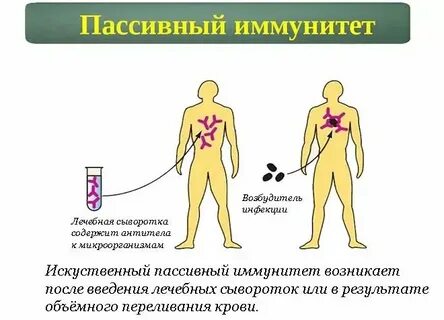 Пассивный иммунитет формируется после введения