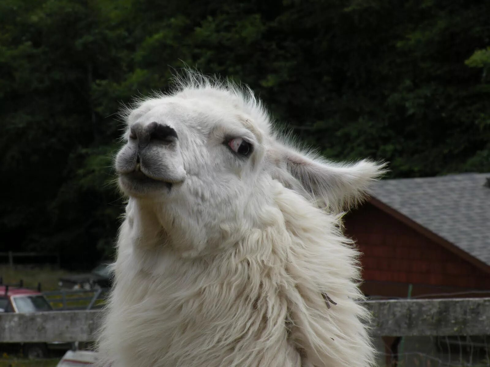 Llama2