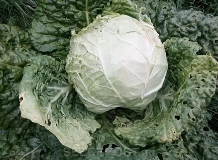 Капуста сорт везувий