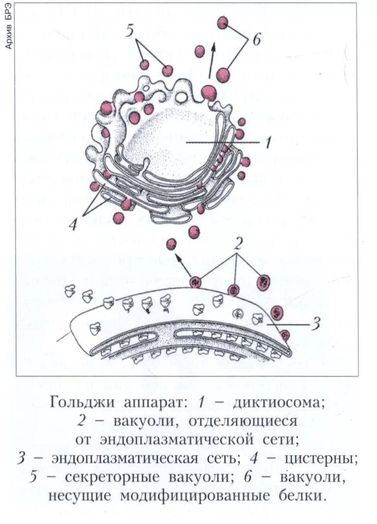 комплекс гольджи функции. комплекс гольджи синтез. мембранные пузырьки и лизосомы\. аппарат гольджи секреторные пузырьки. аппарат гольджи 1 мембрана.