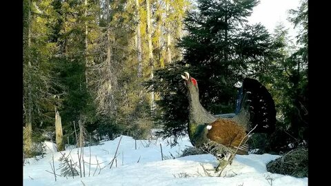 Песня глухари