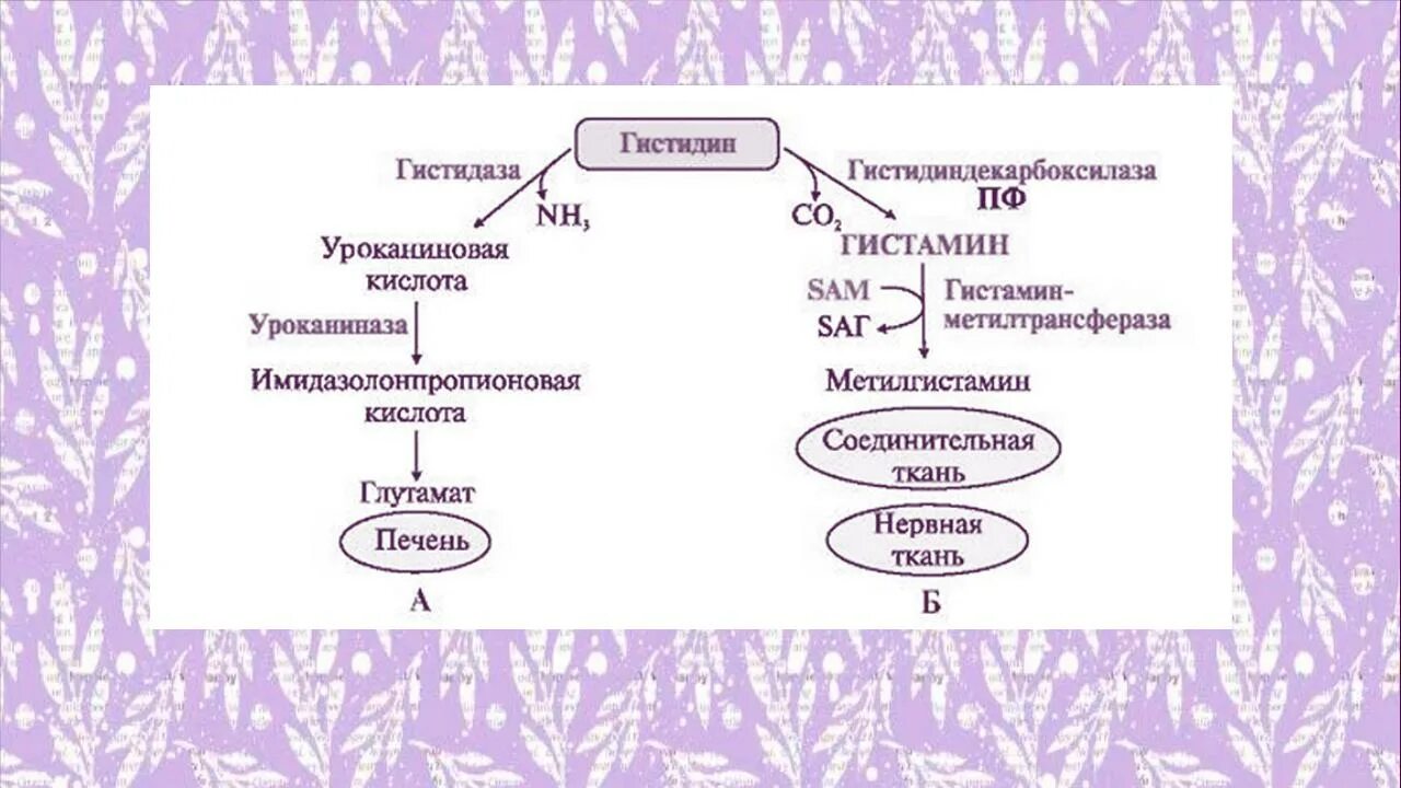 Альтернативные пути катаболизма гистидина. Катаболизм гистидина. Катаболизм гистидина биохимия. Биосинтез гистамина.