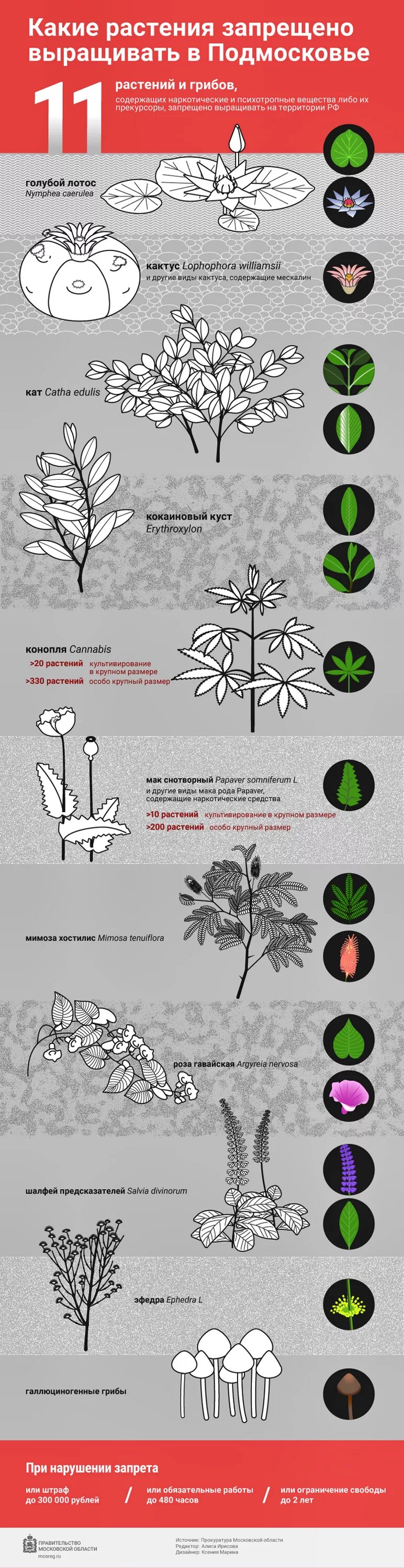 Цветы запрещенные к выращиванию 2024. Какие растения запрещено выращивать. Выращивание запрещённых раст. Инфографика растительность. Растения запрещенные к выращиванию.