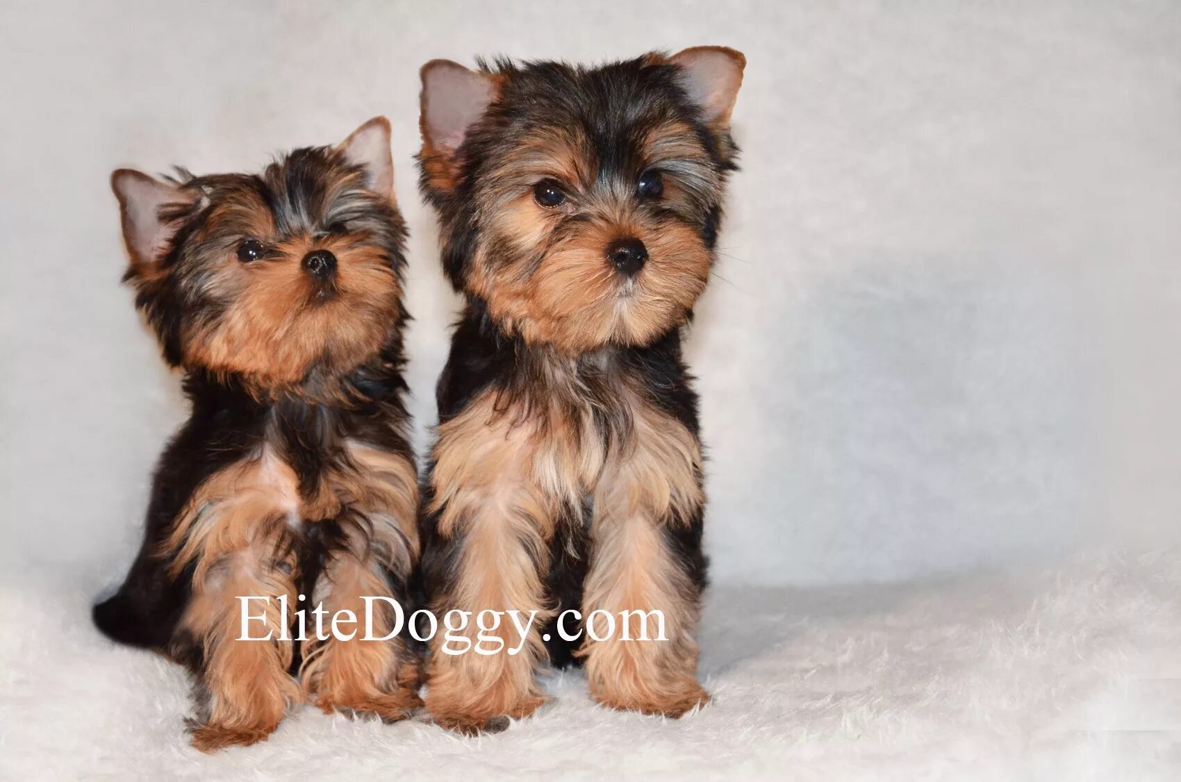 Мини йорк. Йоркширский терьер беби фейс. Йорк мини и стандарт. Мини йорк и стандарт и микро йорк. Йоркширский терьер стандарт.