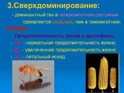 Летален в доминантном состоянии