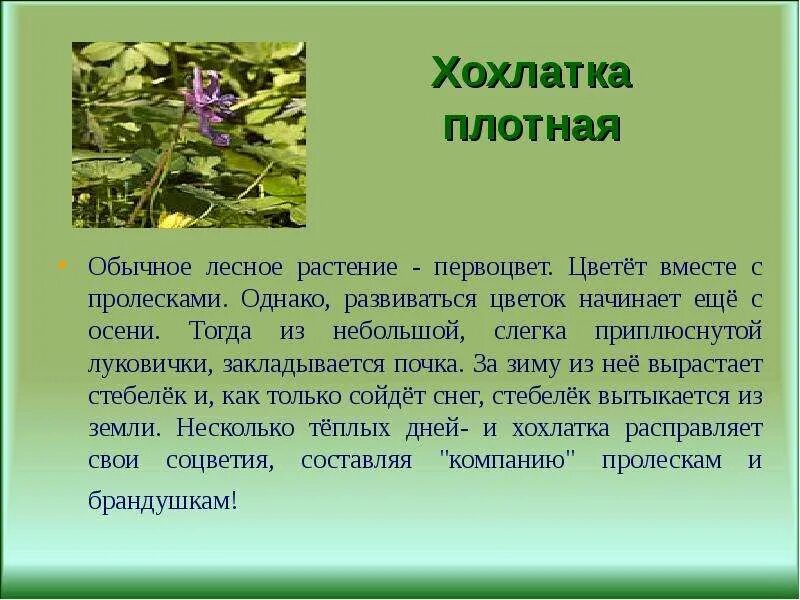 Тест весеннее пробуждение растений 2 класс. Хохлатка растение описание. Рассказ о хохлатке. Рассказ о весенних растениях.