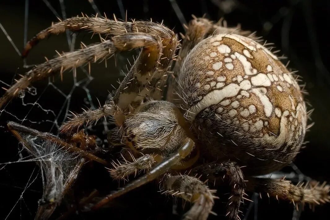 Крестовики опасен ли для человека. Крестовик обыкновенный паук. Лесной паук крестовик. Паук крестовик самка и самец. Araneus diadematus - крестовик.