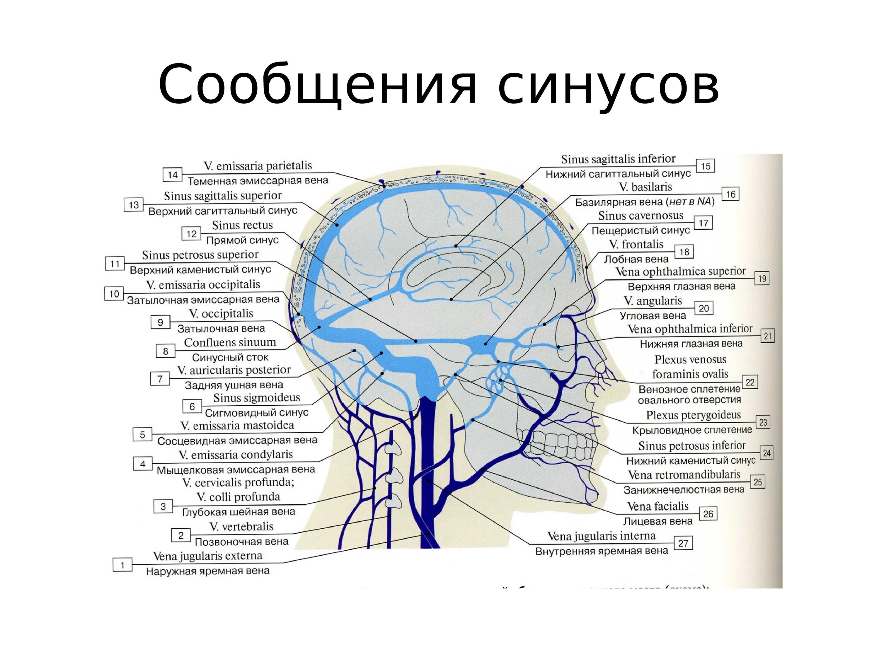 Отток головного мозга. Хирургическая анатомия венозных синусов твердой мозговой оболочки. Вены головного мозга синусы твердой мозговой оболочки. Синусы твердой мозговой оболочки схема. Вены лица и синусы твердой мозговой оболочки.