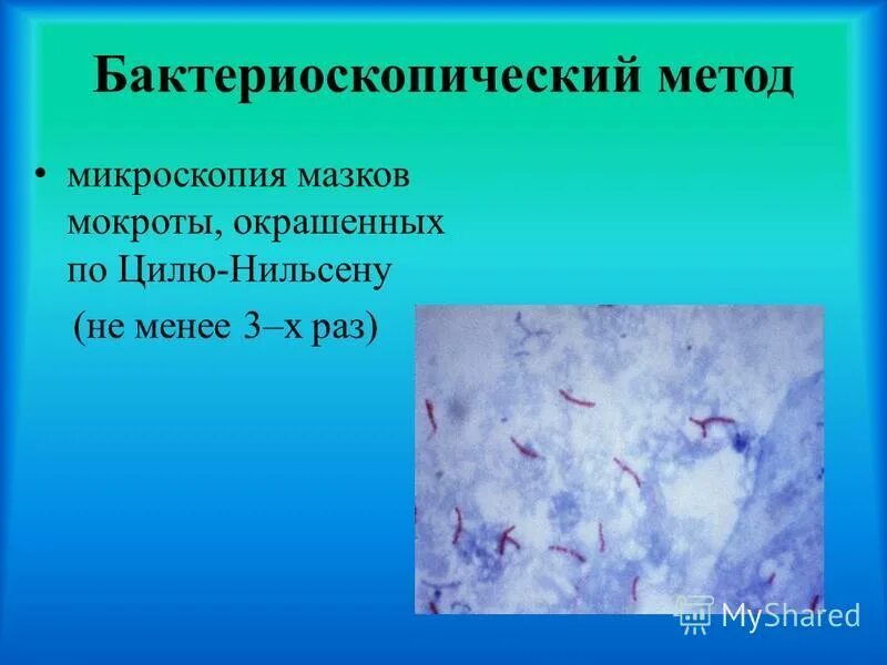 Мокрота по цилю нильсену. Бактериоскопия мокроты по Цилю Нильсену. Микроскопия мокрот по методу целенильсона.