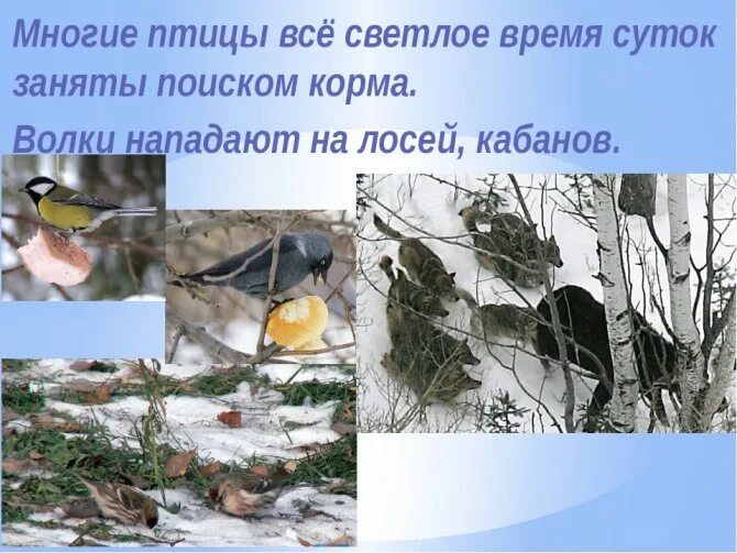 Сезонные изменения в живой природе зимой. Явления живой природы зимой. Наблюдения в живой природе зимой. Наблюдения в живой и неживой природе зимой. Изменения в природе зимой 5 класс биология