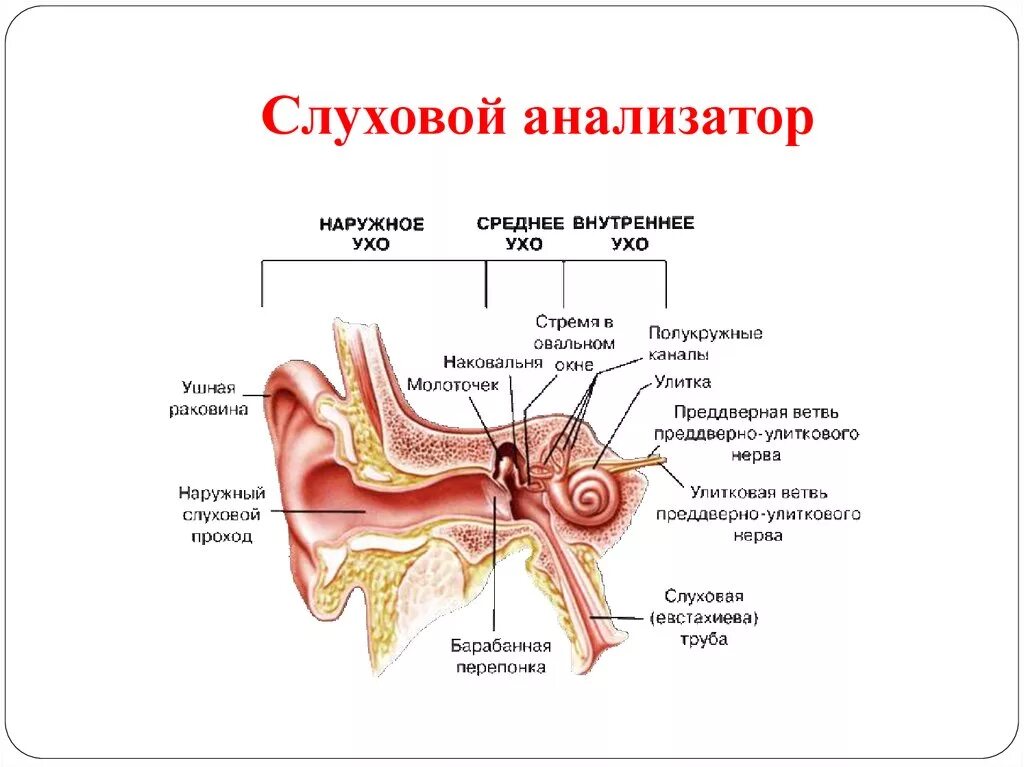 Орган слуха анатомия уха строение. Строение слухового анализатора человека анатомия. Схема слухового анализатора анатомия. Структура слухового анализатора человека.