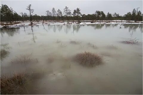 Зачем природе болота
