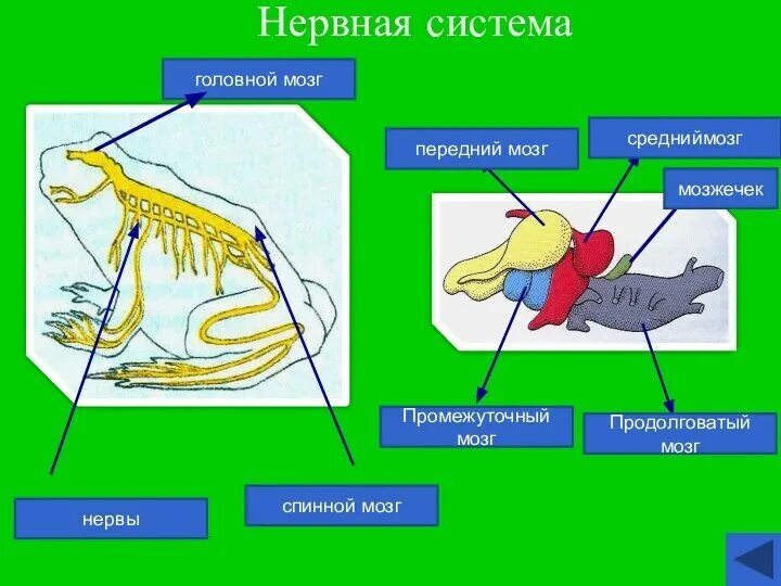 Что не входит в нервную систему лягушки. Строение нервной системы земноводных. строение нервной системы лягушки. нервная система лягушки схема. нервная система земноводных 7 класс биология.