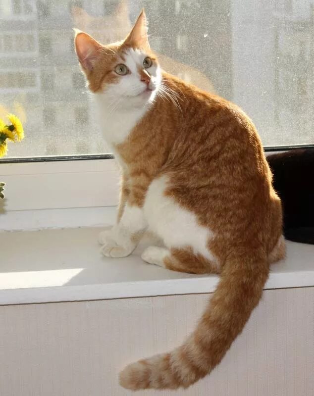 рыжие волосы в хвостике. два кота. рыжий хвост 2. бело рыжий кот порода. рыжий хвост 2.