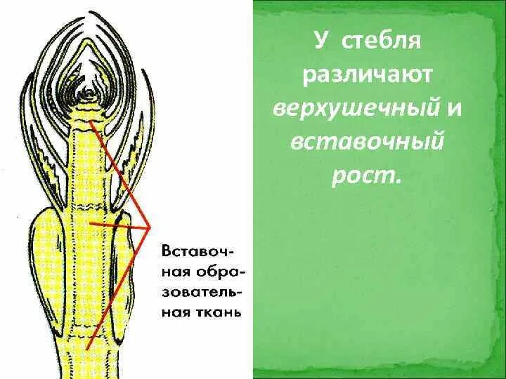 Вставочный рост. Верхушечная вставочная. Рост стебля верхушечный и вставочный. Верхушечный и вставочный рост побегов. Верхушечный рост корня