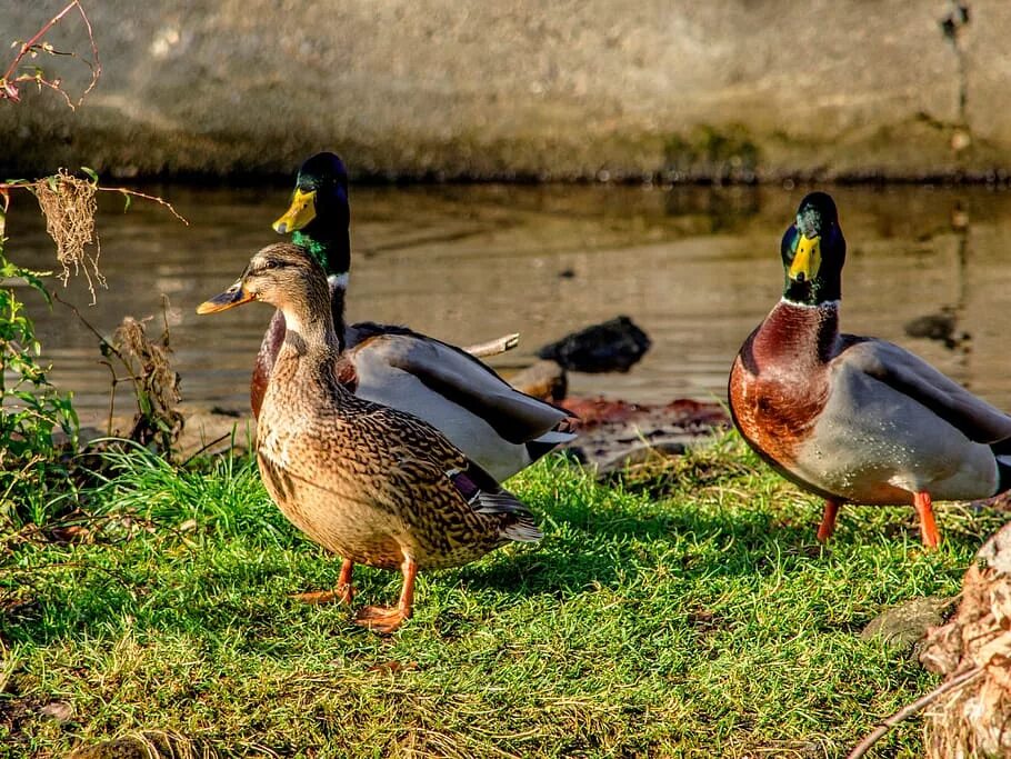 4 утки. Утка кряква селезень. Звуки диких уток. Кряква окского заповедника. Утка кряква самка.