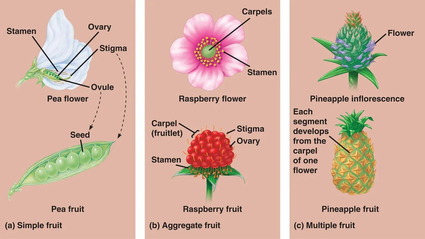 The fruits are together перевод. Plant structure. Flower structure. The structure of the Fruit of Plants.. Stigma Flower.