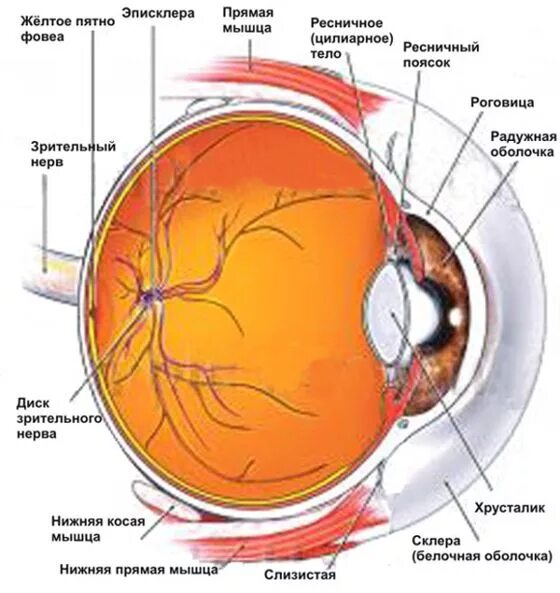 Желтое пятно. Строение глаза физика. Диск зрительного нерва и желтое пятно.
