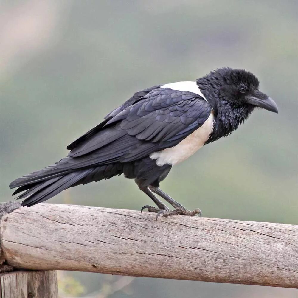 серый ворон птица. какие есть вороны. бангайская ворона. новокаледонская ворона. какие есть вороны.