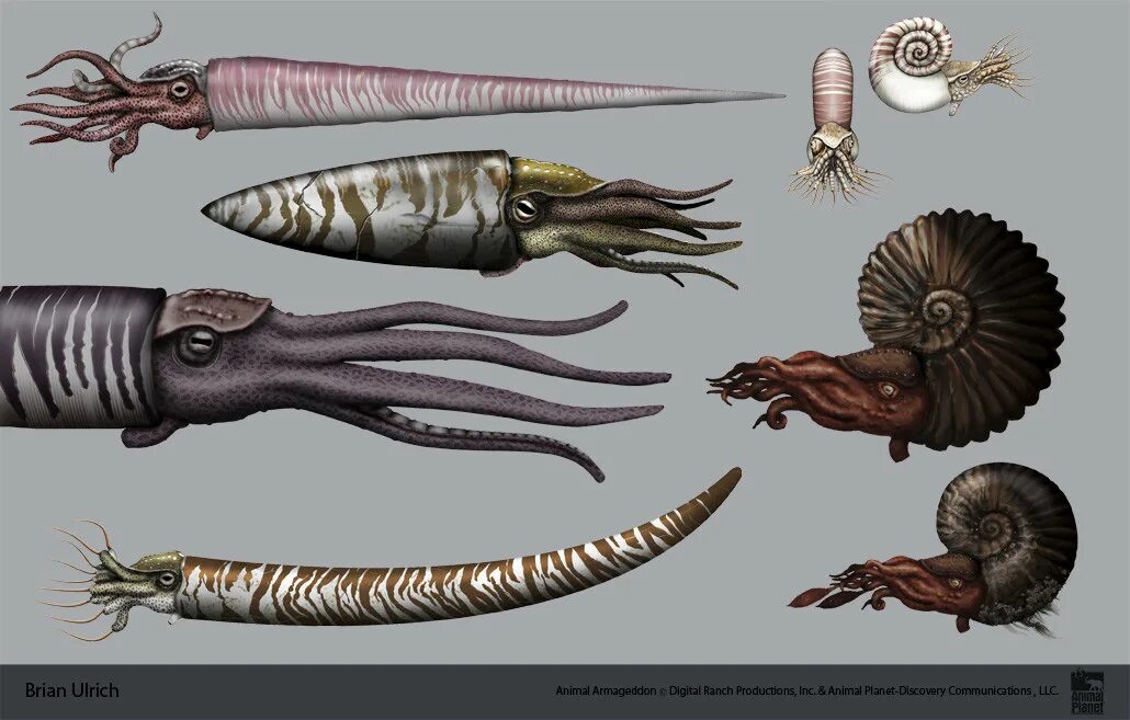 Многообразие древних. Ортоцерас Ордовик. Ортоцерасы в ордовике. Ортоцерас окаменелость. Моллюски эндоцерасы.