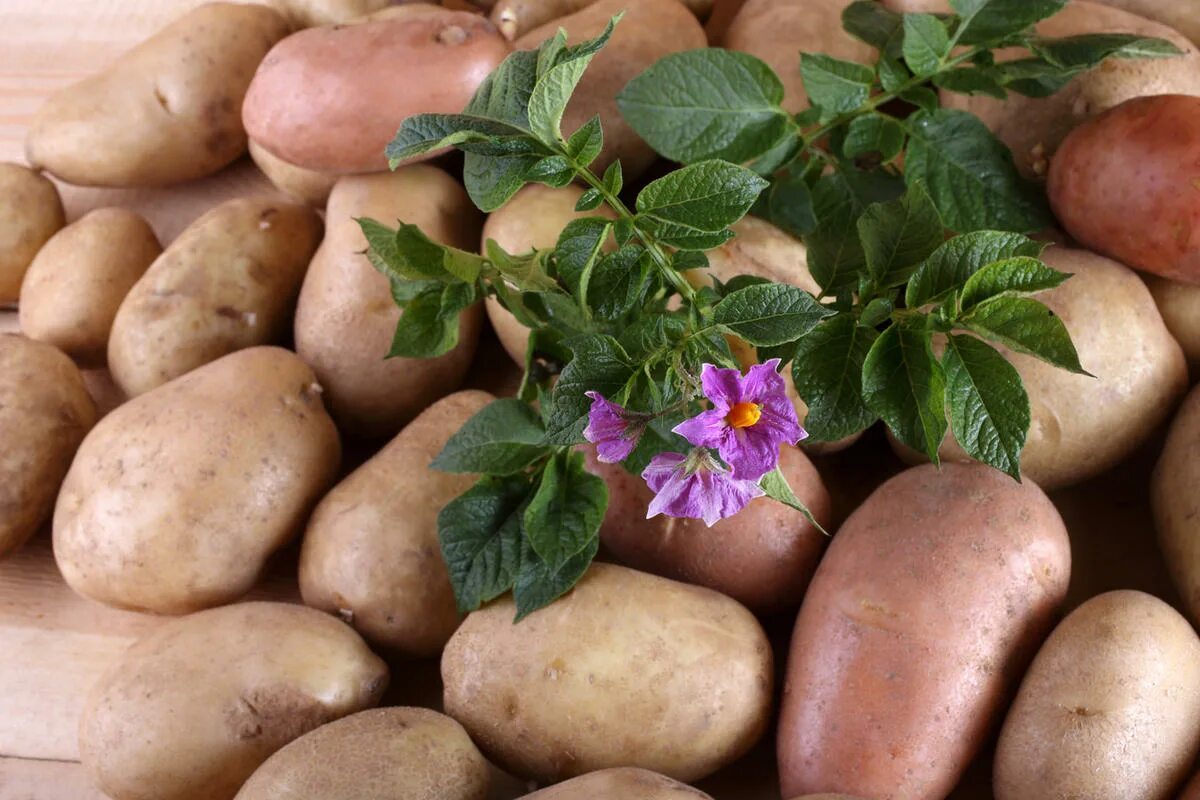 Картофель какая среда. Картофель. Картофель растение. Цветущая картошка. Картофель цветет.