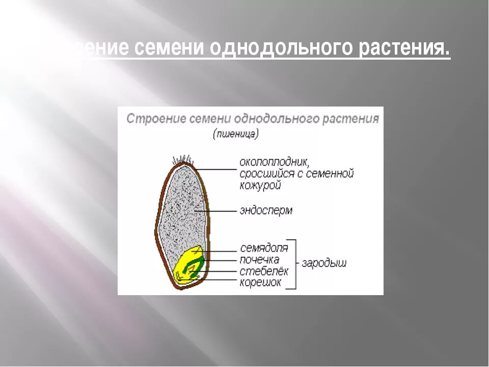 Каким номером на рисунке обозначено однодольное. Строение семени однодольного растения. Строение однодольного растения пшеница. Строение семени однодольного растения пшеницы. Семена однодольных растений.