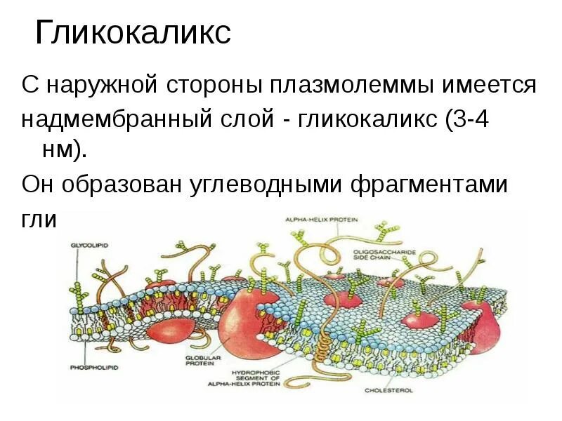 Плазмолемма эритроцита. Строение мембраны гликокаликс. Надмембранный комплекс гликокаликс. Слой плазмолеммы эритроцита. Наружная поверхность плазмолеммы.