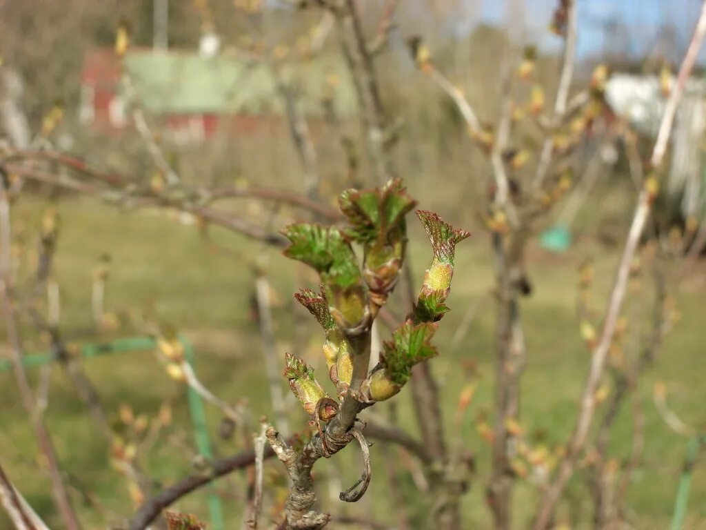 Красная смородина почки. Почковый клещ смородины. Черносмородиновый почковый клещ. Почки смородины. Черная смородина почковый клещ.