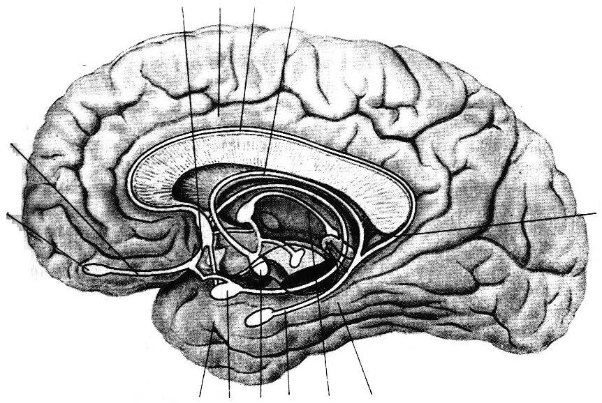 Обонятельный мозг и лимбическая система. Лимбическая система обонятельная луковица. Кафаров лимбическая система обонятельный мозг. Лимбическая система головного мозга обонятельный треугольник.