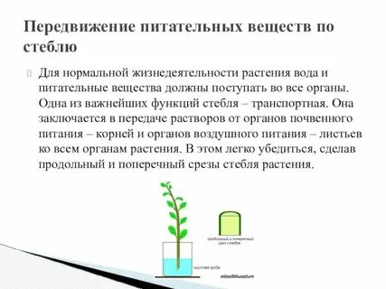 Передвижение питательных веществ какая ткань