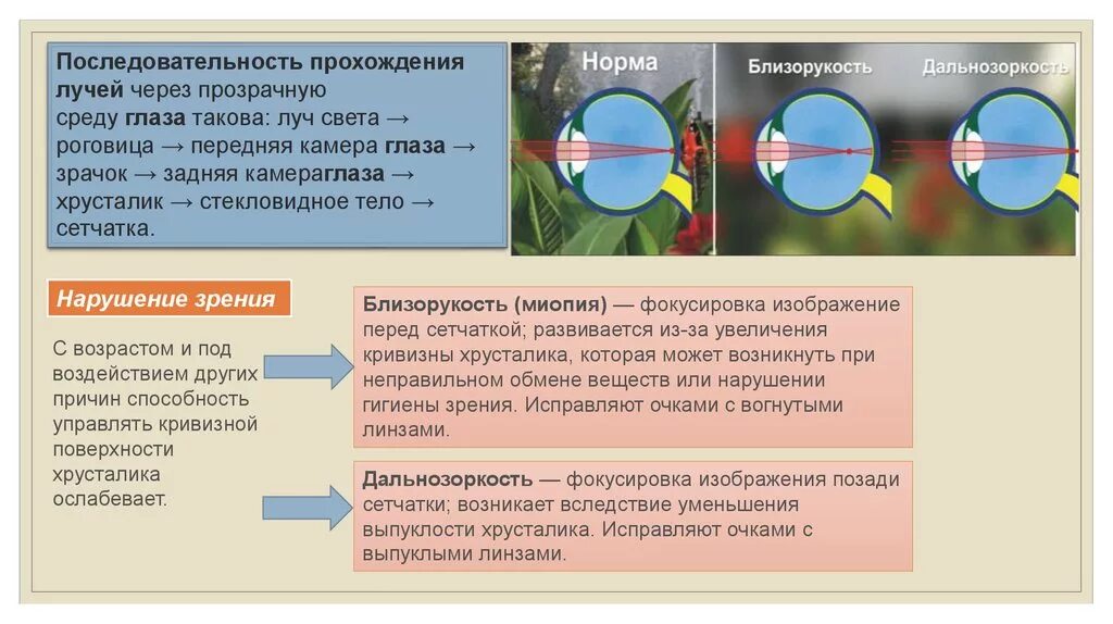 Порядок прохода лучей через глаз. Прохождение светового луча через структуры глаза. Преломление лучей в глазу. Ход световых лучей через среды глаза. Фокусировка лучей света на внутренней