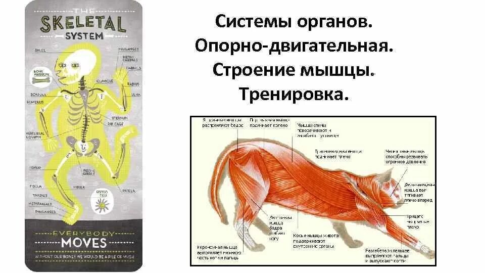 Особенности расположения строения и работы мышц птиц. Опорно двигательная система птиц мускулатура. Мышечная система птиц. Класс птицы мышечная система. Мышцы птицы анатомия.