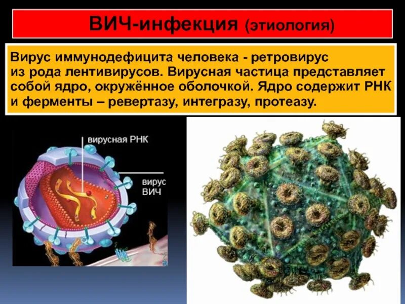 РНК вирусы ретровирусы. Ретровирус лентивирус. ВИЧ РНК вирус. Лентивирусов семейства ретровирусов.